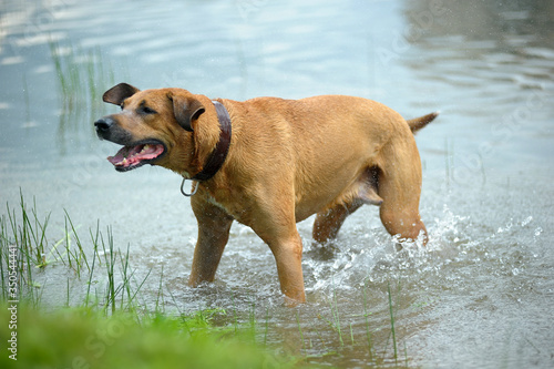 happy red dog swimming