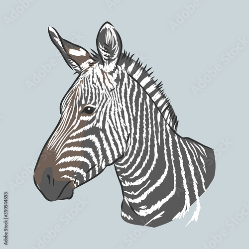 illustration vector doodle hand drawn of sketch zebra standing isolated on white. Zebra, vector sketch illustration