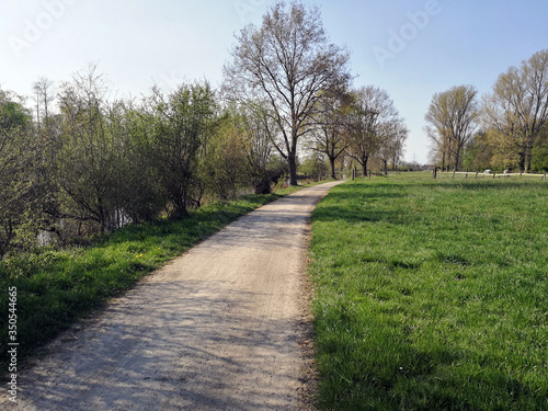 path trees and green meadow