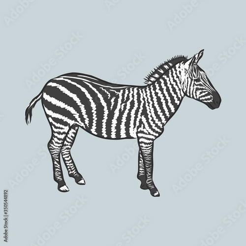 illustration vector doodle hand drawn of sketch zebra standing isolated on white. Zebra, vector sketch illustration