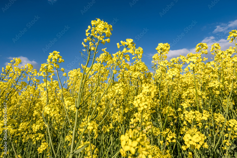 Field of beautiful springtime golden flower of rapeseed with blue sky Field of beautiful springtime golden flower of rapeseed with blue sky