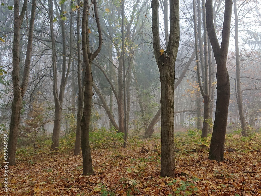 Trees in a misty autumn forest with fallen leaves Trees in a misty autumn forest with fallen leaves
