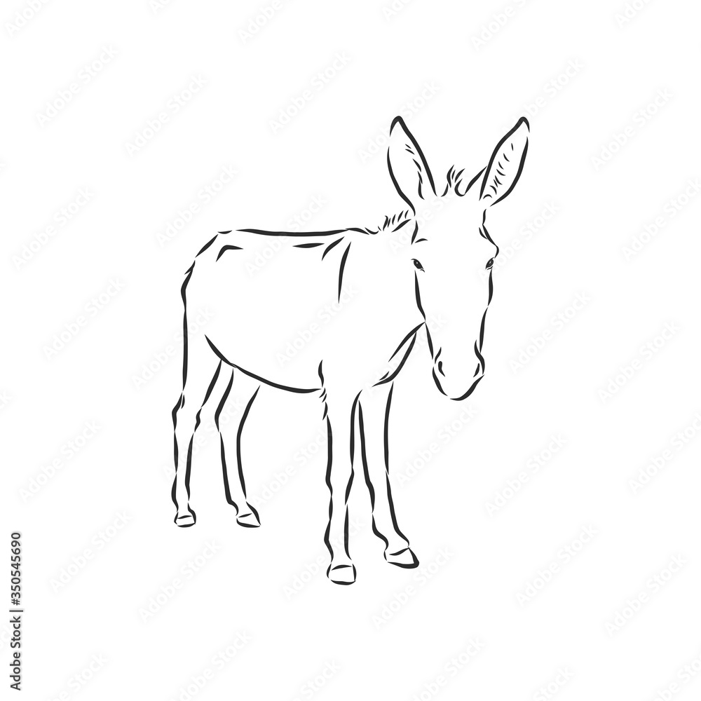 Sketch Donkey. Single Vector Hand Drawn Illustration. donkey, vector sketch illustration Sketch Donkey. Single Vector Hand Drawn Illustration. donkey, vector sketch illustration