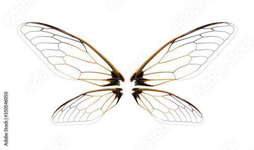 Insekta cykady skrzydło odizolowywający na białym tle