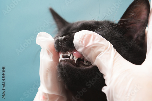 Fotografie Small kitten at the vet in the process of changing milk / deciduous teeth