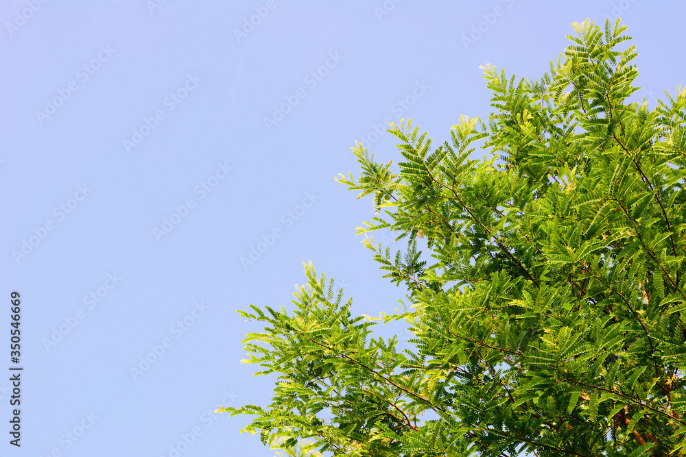 Tamarind green leaves and blue sky with natural background. Tamarind green leaves and blue sky with natural background.