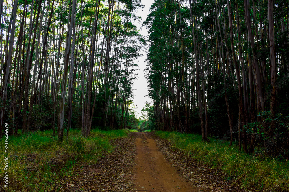 Fototapeta premium Floresta de eucaplyptus em dia de Sol 