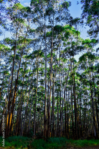 Floresta de eucaplyptus em dia de Sol 