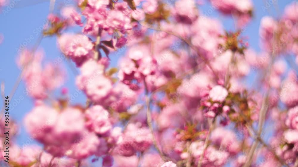 Flowers summertime focus blur tree branch blue sky blurry Flowers summertime focus blur tree branch blue sky blurry