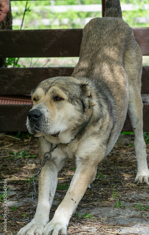 nagazi-is-a-georgian-shepherd-dog-one-of-the-oldest-authentic-dog