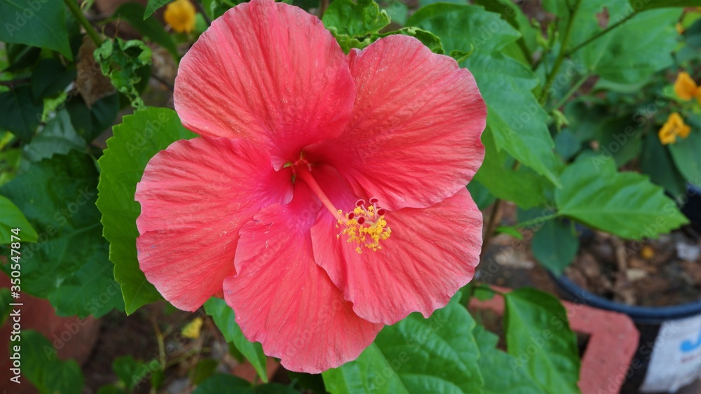 Obraz premium big red hibiscus flower flower in garden ,close up
