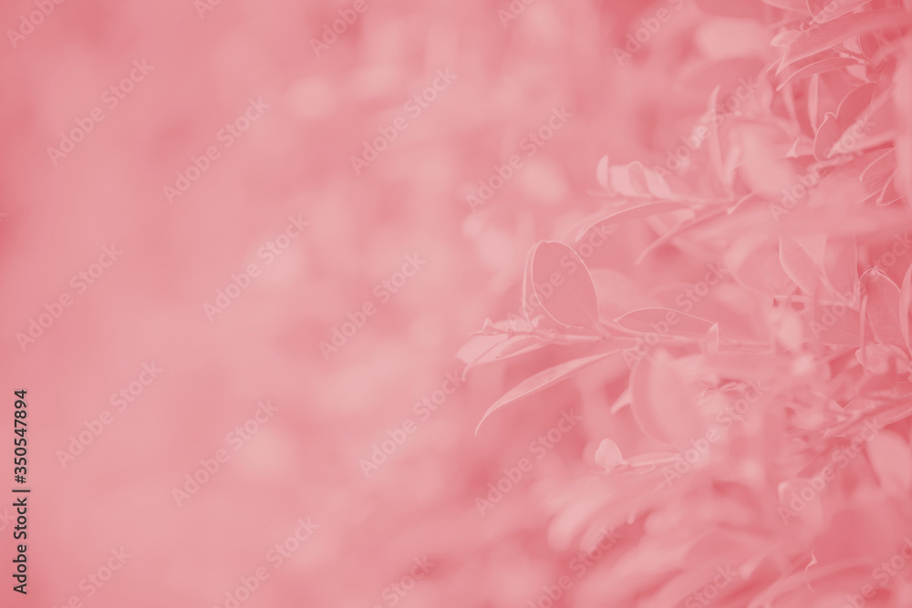 Pink background of leaf blurred and selective focus Pink background of leaf blurred and selective focus