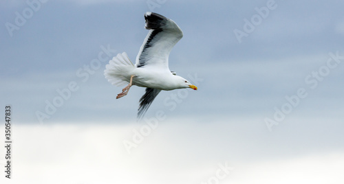 Portrait of a seagull flying sea seaside. Birds and wildlife concept.