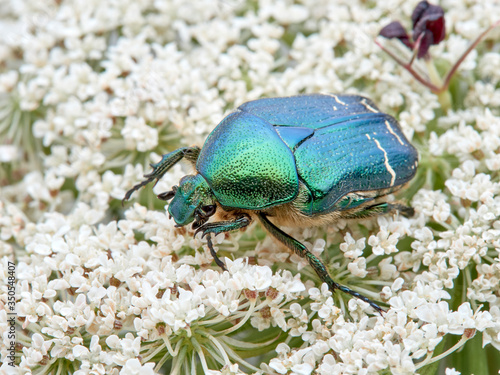 Metallic green beetle, chefer roses. Cetonia aurata.