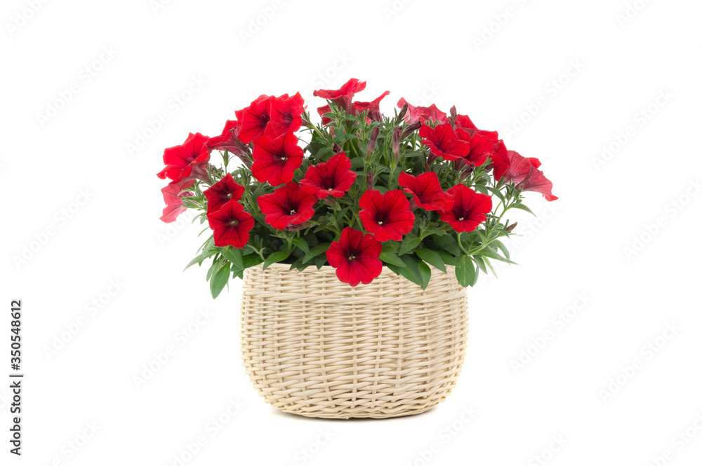 beautiful bouquet of sulfinia in a pot isolated on a white background