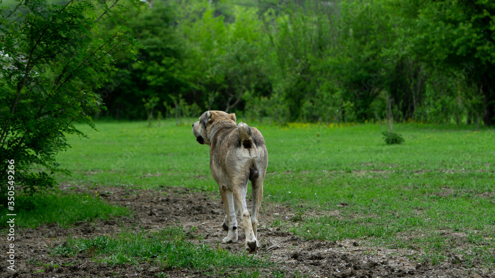 Fototapeta premium Nagazi is a Georgian shepherd dog. One of the oldest authentic dog breeds of the Caucasus. It works in difficult conditions of high mountains.