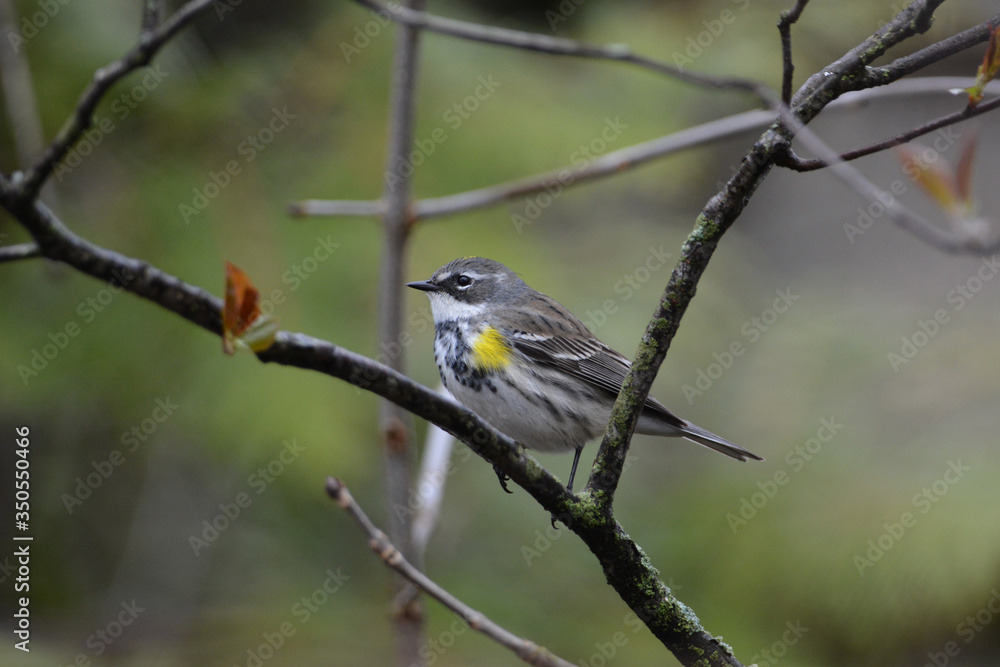 Fototapeta premium Yellow rumped Warbler