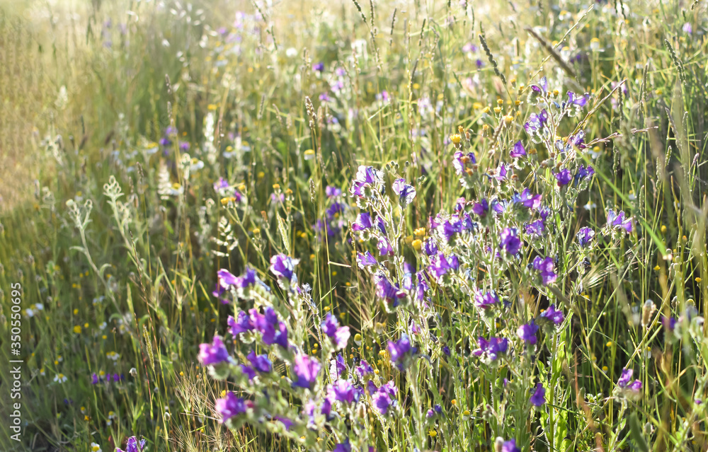 Fototapeta premium flores silvestres