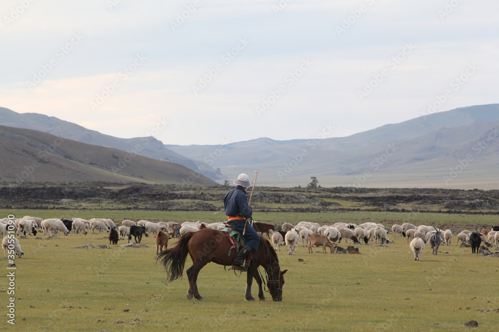 Mongolian man: shepherd on horse in national folk clothing. Herd of ...