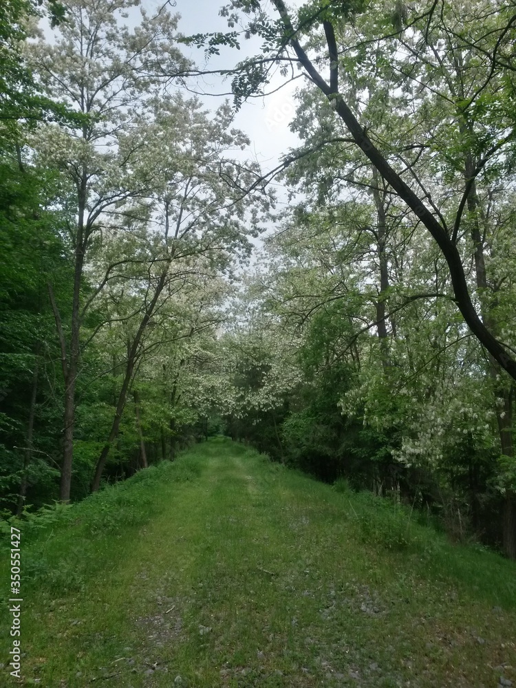 Fototapeta premium country road trough the woods. footpath in spring season