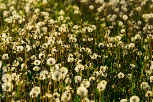 dandelion wildflowers field at sunset backlit