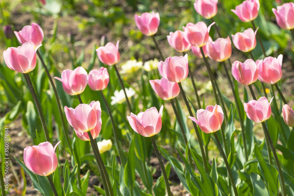 Fototapeta premium Field with tulips