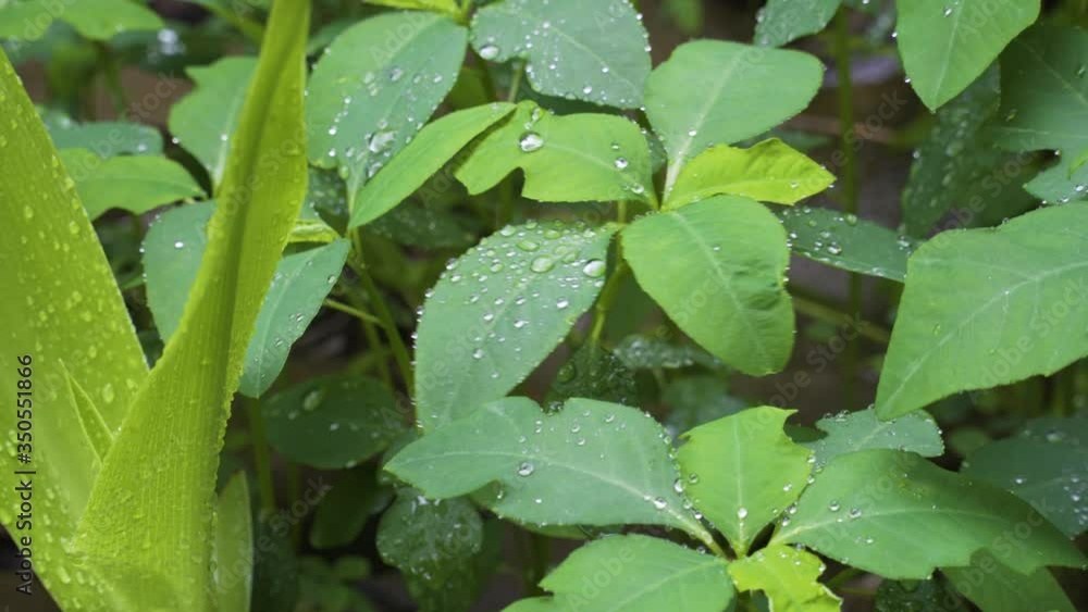 Single raindrop rolls off lush green leaf, real time scene, static shot Single raindrop rolls off lush green leaf, real time scene, static shot