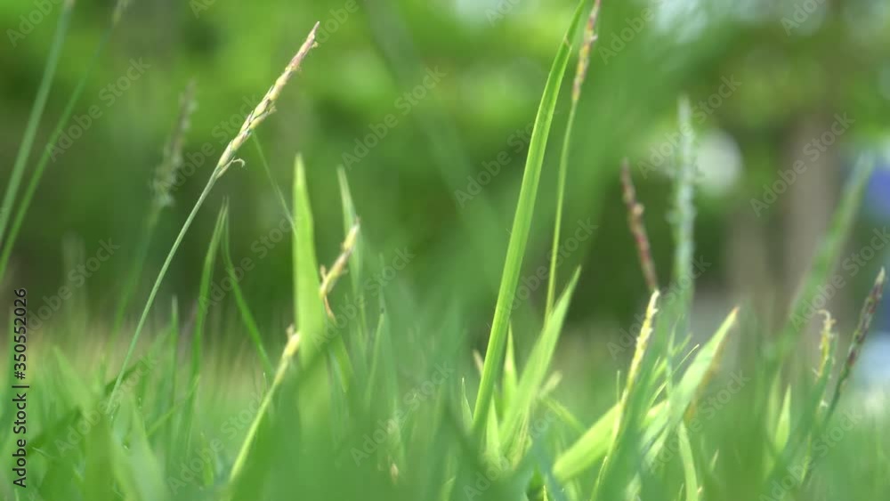 Close up view of green grass swaying in the wind. Summer sunny day. Close up view of green grass swaying in the wind. Summer sunny day.