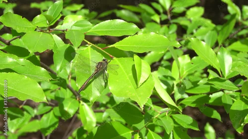 Firefly flies away from a green leaf frightened away by mountain bikers on the background in slow motion Firefly flies away from a green leaf frightened away by mountain bikers on the background in slow motion