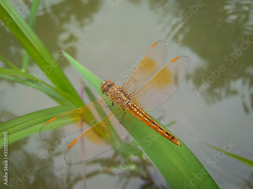 dragonfly on the grass