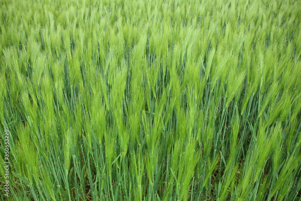 long rows of young green planted rye, spike field, agricultural concept, growing crop, environmentally friendly plants long rows of young green planted rye, spike field, agricultural concept, growing crop, environmentally friendly plants