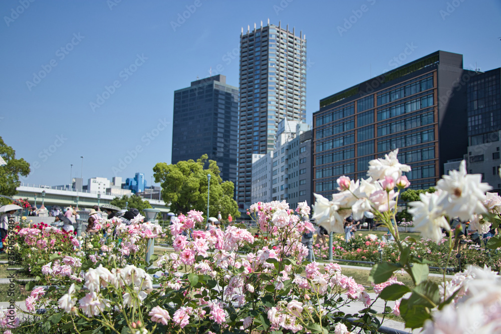 Fototapeta premium 大阪 中之島公園のバラ園