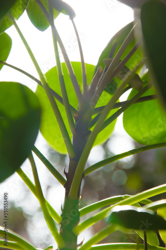 Green Plant with the sun in the background 