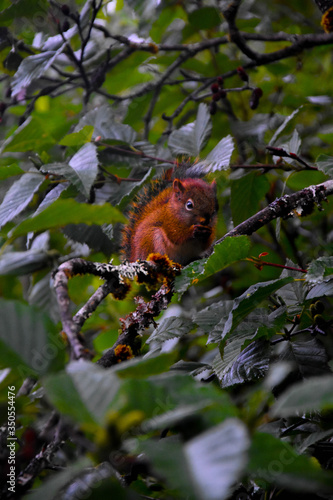 Squirrel in a tree. Sitka, Alaska.