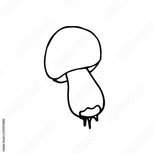 handwritten vector porcini mushroom with roots on a white background. cep mushroom