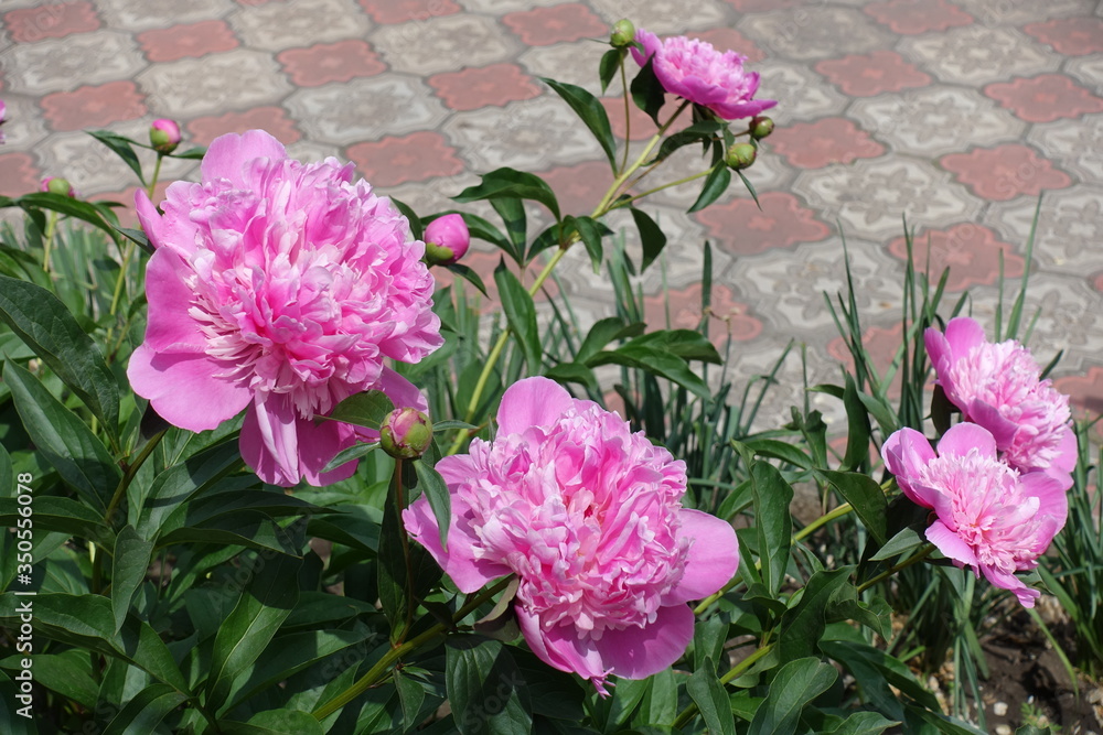 Bright pink flowers of peonies in May Bright pink flowers of peonies in May