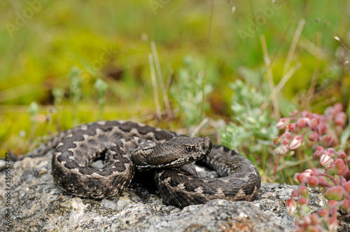 Fotografie Stülpnasenotter (Vipera latastei) - Snub-nosed viper, Lataste's viper