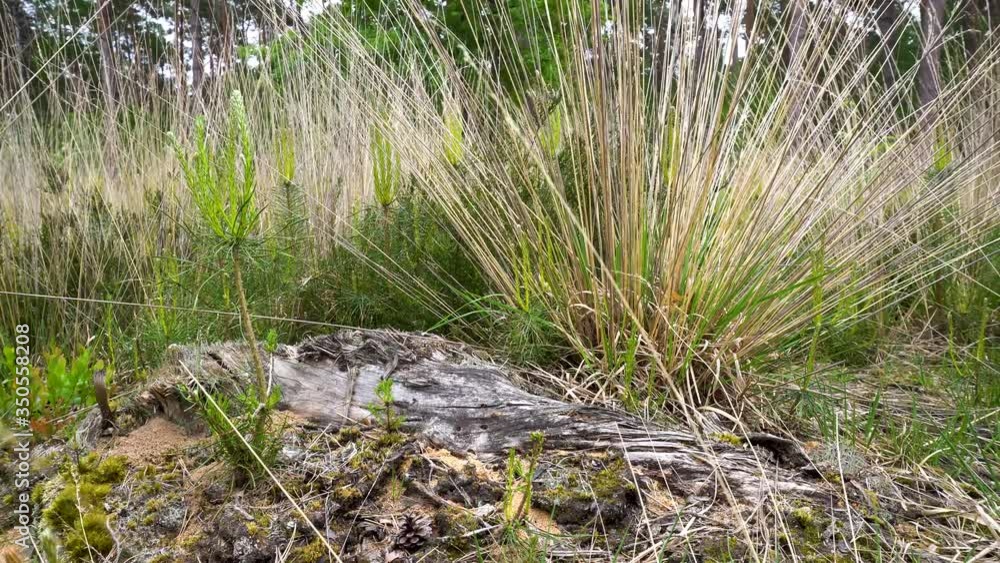 Grass sways in the wind on top of the anthill made in the old log Grass sways in the wind on top of the anthill made in the old log