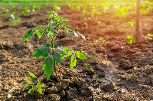 growing tomato seedling in kitchen garden spring sunshine
