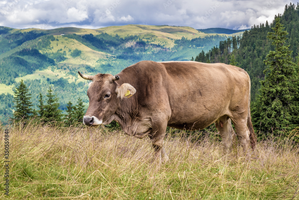 Cow in Rodna Mountains near Borsa town in Romania Cow in Rodna Mountains near Borsa town in Romania