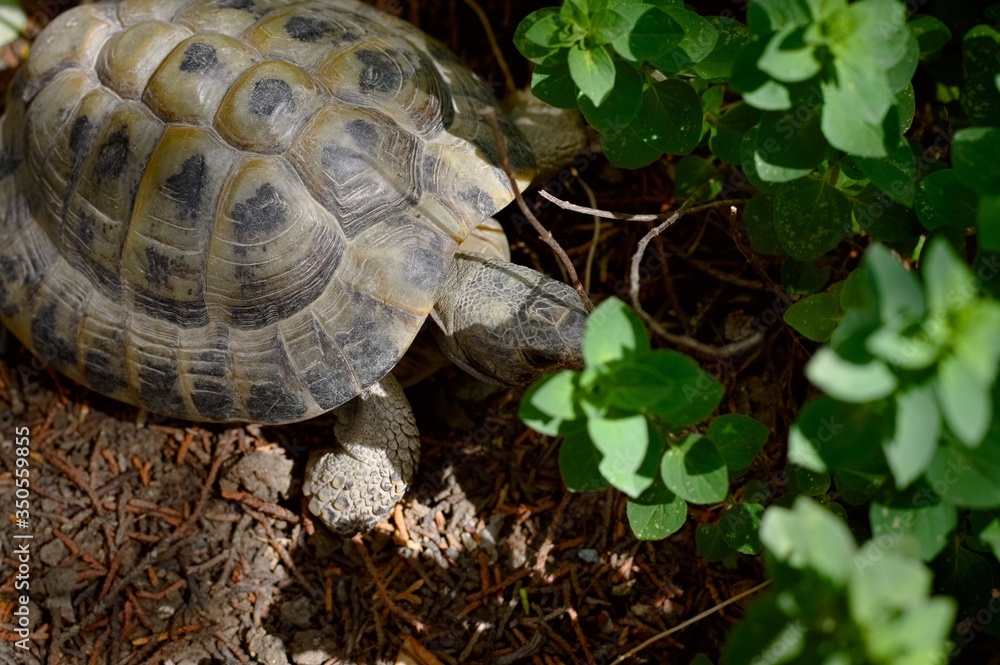 A land turtle in the garden is looking for clover to eat (Pesaro, Italy, Europe) A land turtle in the garden is looking for clover to eat (Pesaro, Italy, Europe)