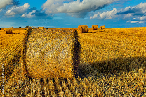 Quadro em tela Bales of Straw On A Harvested Grainfield