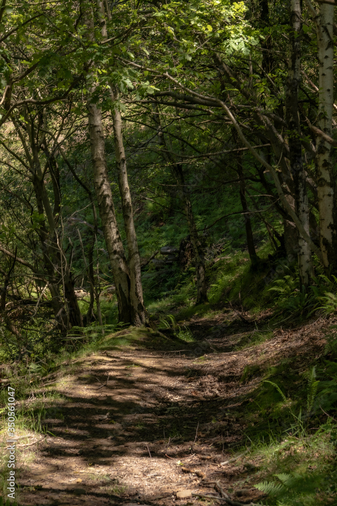 Pathway throughout the forest with sun rays reflected on the floor. Track in the forest Pathway throughout the forest with sun rays reflected on the floor. Track in the forest