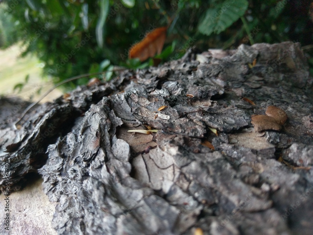 ancient tree bark