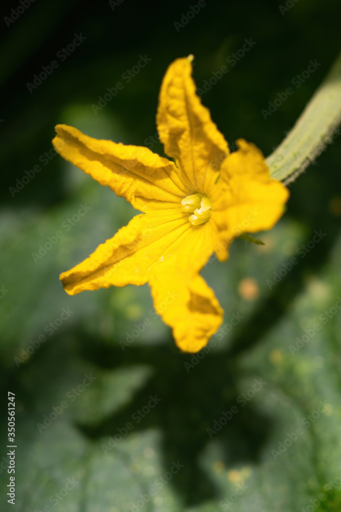 Obraz premium Beautiful yellow flower of cucumber blooming in greenhouse. Close-up. Green leaves and stems in the background