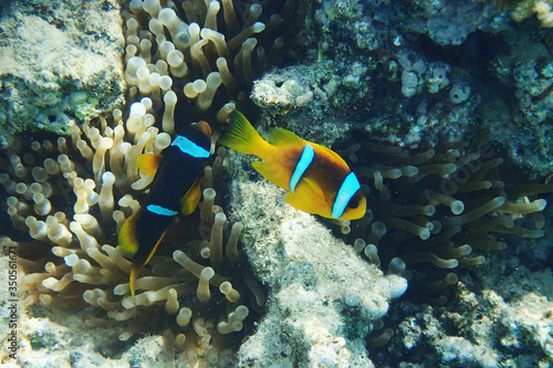 orange clown fish