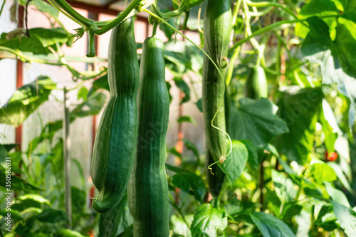 Fresh bunch of green ripe natural cucumbers growing on a branch in homemade greenhouse. Blurry background and copy space for your advertising text message