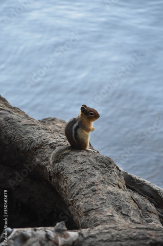 Chipmunk staring out over the water.