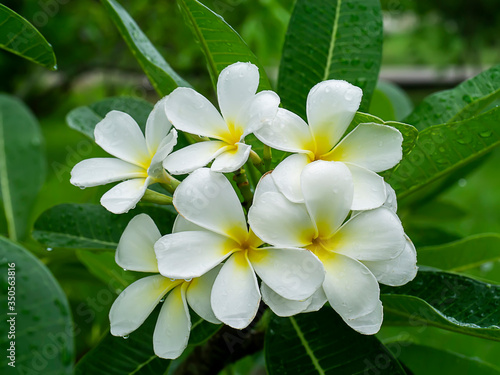 Close up of White Frangipani flower © noppharat