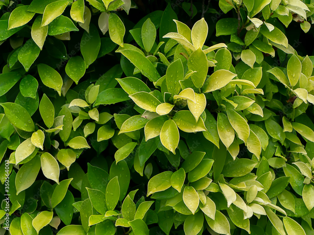 Chinese bangan, Indian laurel, Malay bangan tree Chinese bangan, Indian laurel, Malay bangan tree